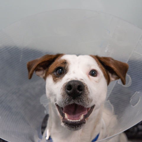 Essential Vet Care For A Dog