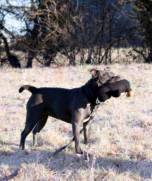 Tufflove Penguin Dog Toy Battersea Shop