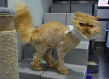 Load image into Gallery viewer, Therapeutic Grooming For A Cat
