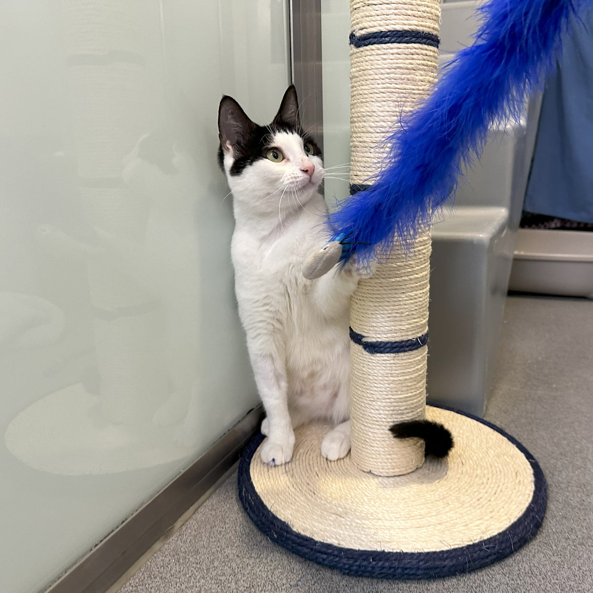 Large Cat Scratcher Battersea Shop