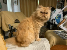Load image into Gallery viewer, Therapeutic Grooming For A Cat