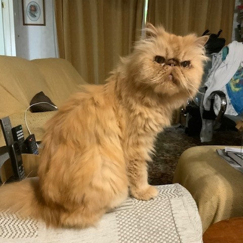 Therapeutic Grooming For A Cat