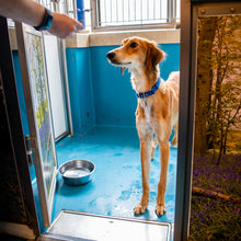Load image into Gallery viewer, Treat & Toy Pack For A Dog
