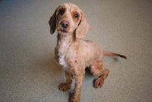 Load image into Gallery viewer, Therapeutic Grooming For A Dog