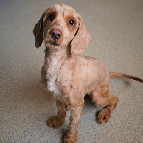 Therapeutic Grooming For A Dog