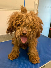Load image into Gallery viewer, Therapeutic Grooming For A Dog