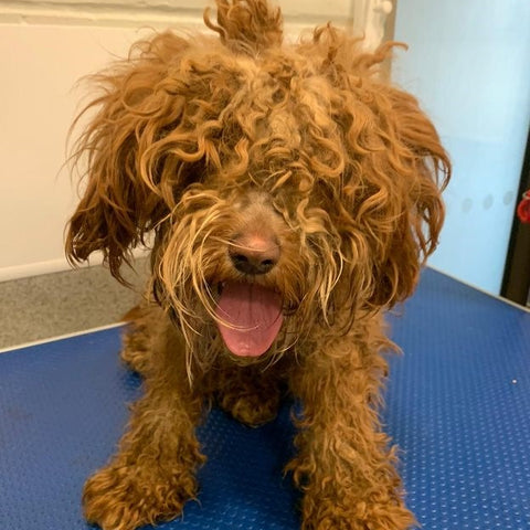 Therapeutic Grooming For A Dog