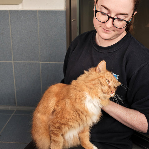Essential Welcome Kit For A Cat