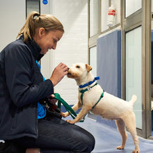 Load image into Gallery viewer, Treat & Toy Pack For A Dog