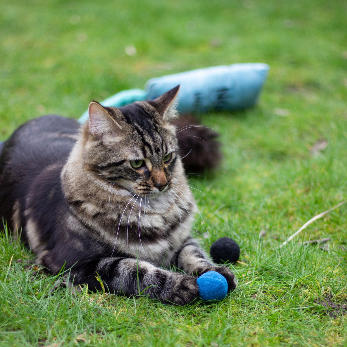 Battersea Pounce Balls Cat Toys Battersea Shop