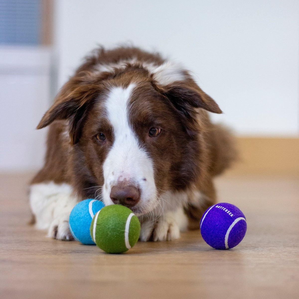 Battersea Tennis Balls Dog Toys Battersea Shop