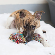 Load image into Gallery viewer, Essential Welcome Kit For A Dog