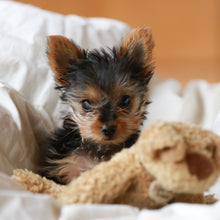 Load image into Gallery viewer, Warm Place To Sleep For A Dog