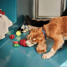 Load image into Gallery viewer, Treat & Toy Pack For A Dog