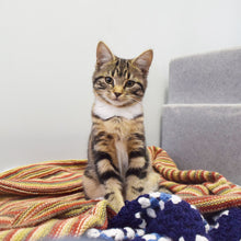 Load image into Gallery viewer, Wellbeing Kit For A Cat