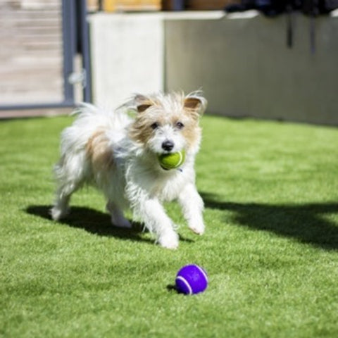 Battersea Tennis Balls 3pc Dog Toy, dog toy, battersea toy, rosewoodXbattersea, battersea, dog stimulation, dog enrichment, tennis balls