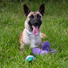 Load image into Gallery viewer, Battersea Flower Tug Dog Toy