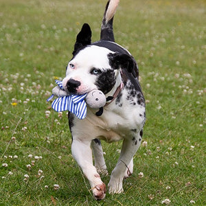 Battersea Crinkle Butterfly Dog Toy