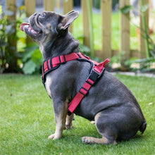 Load image into Gallery viewer, Reflective Dog Harness - Red, dog harness, reflective harness, night harness