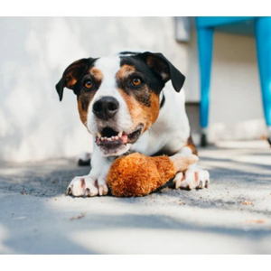 Fried Chicken Plush Dog Toy