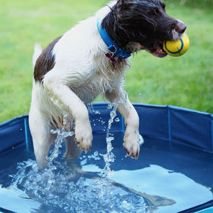 Dog Cool Pool, pet pool, keep cool, summer pet, summer essential, cooling, cool mat, pool, great & small, dog essential