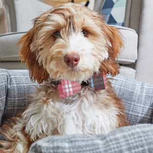 Dog Beau Tie - Pink Check & Pom Pom 2 Pack, dog apparel, dog bow tie, 
