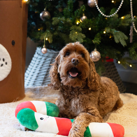 Christmas Candy Cane Rope Core Dog Toy