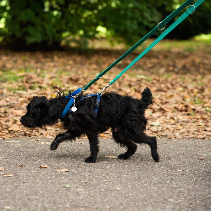 Double Ended Training Dog Leads, dog lead, lead, tilley farm, black lead, green lead, purple lead. blue lead