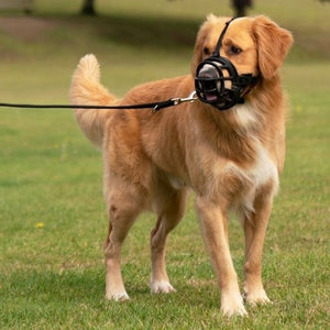 Baskerville Ultra Muzzle for Dogs, dog muzzle, dog harness, muzzle basket