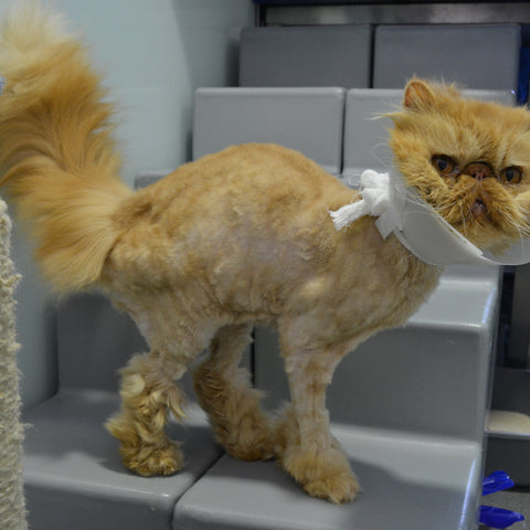 Grooming package for a cat