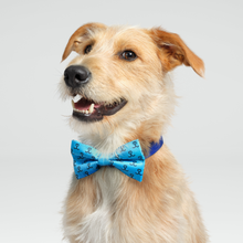 Load image into Gallery viewer, Wear Blue For Rescue Dog Bow Tie