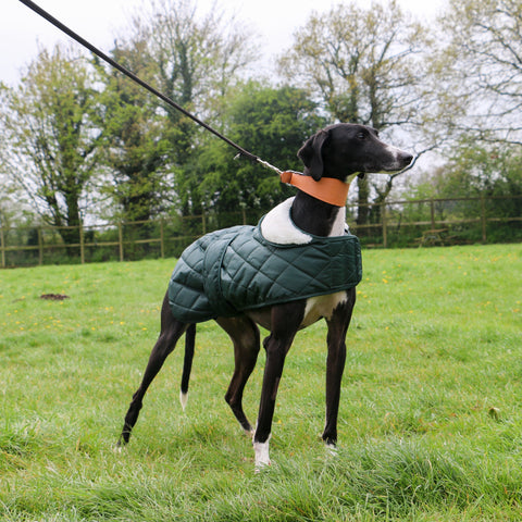 Quilted Hound Coat, dog coat, hounds, sighthounds, long dogs, greyhounds,