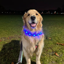 Load image into Gallery viewer, LED Flashing Dog Collar