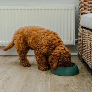 Recycled Ocean Plastic Dog Bowl Forest Green