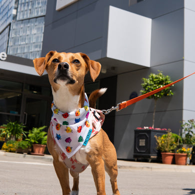 Battersea Pride Dog Bandana, dog bandana, pride, dog accessory, pride bandana, london pride, battersea bandana