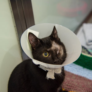 Essential vet care for a cat