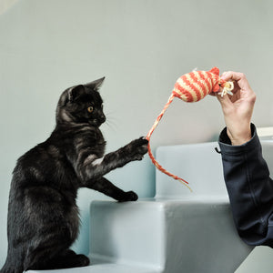 Cat Toy And Treat Pack