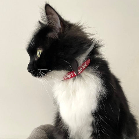 Please Don't Feed Cat Collar, cat collar, Strong durable cat collar, Quick release safety buckle, Quick release cat collar