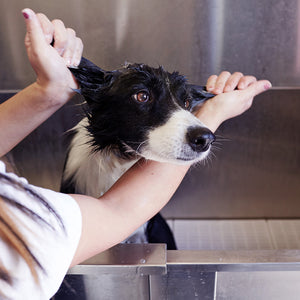 Therapeutic Grooming For A Dog