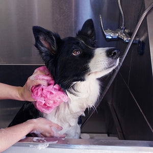 Therapeutic Grooming For A Dog