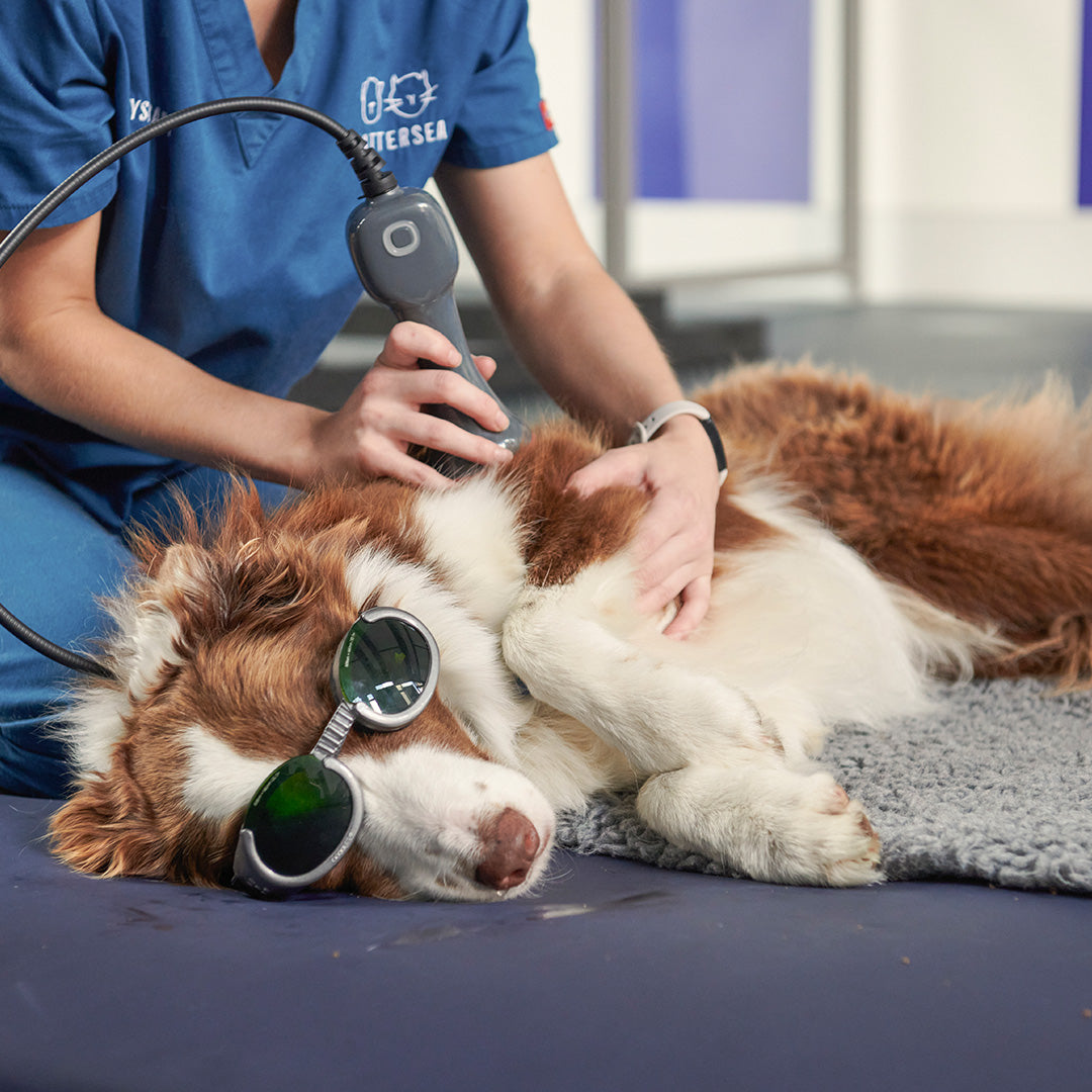 Essential Vet Care For A Dog – Battersea Shop