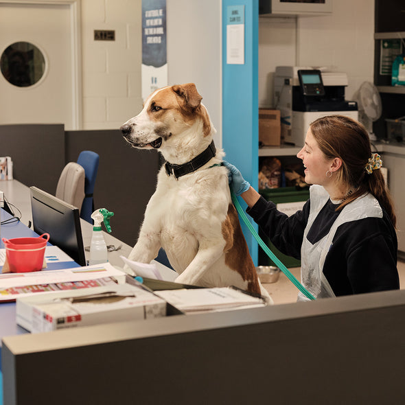 Essential Welcome Kit For A Dog