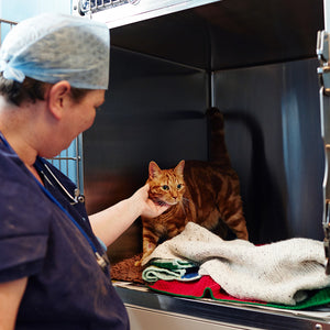 Essential Vet Care For A Cat