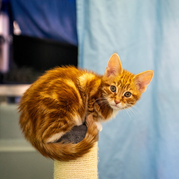 Essential Welcome Kit For A Cat