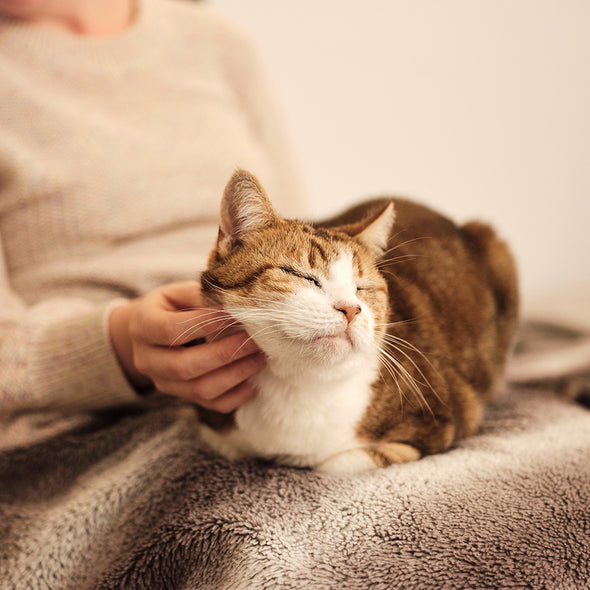 Therapeutic Grooming For A Cat