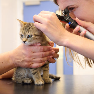 Essential Vet Care For A Cat