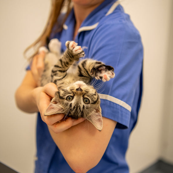 Wellbeing Kit For A Cat