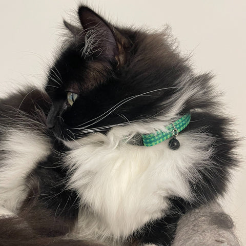 Green Check Cat Collar, cat collar, Strong durable cat collar, Quick release safety buckle, Quick release cat collar