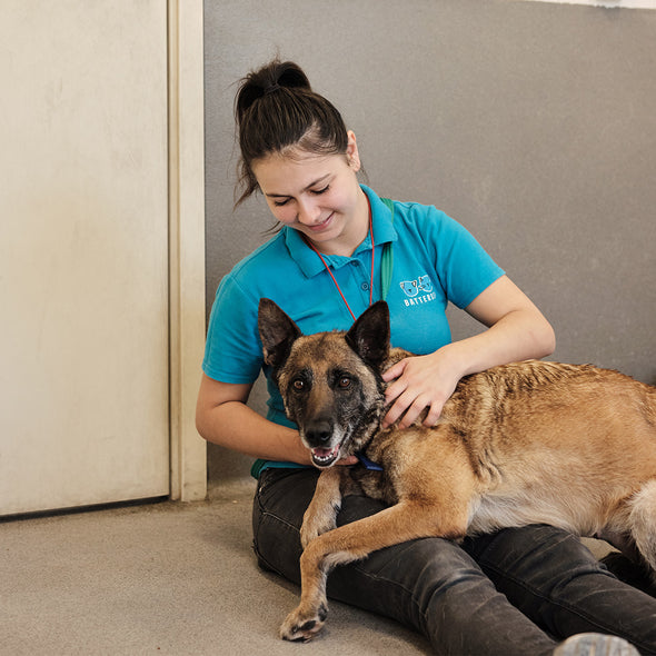 Wellbeing Kit For A Dog