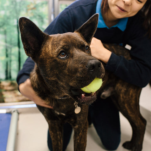 Essential Welcome Kit For A Dog
